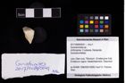 Foto (Objekt + Etikett) von Goniodromites sp.  (NHMW-GEO-2017-0089-0041)